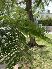 Delonix regia