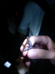 Ateuchosaurus chinensis