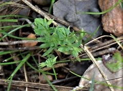 Lysimachia linum-stellatum