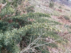 Adenocarpus hispanicus