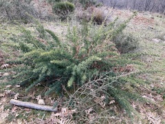 Adenocarpus hispanicus