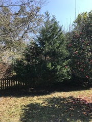 Juniperus virginiana