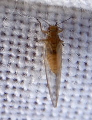 Triozidae
