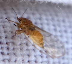 Triozidae