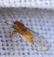 Triozidae