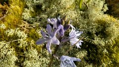 Hyacinthoides paivae