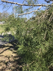 Juniperus virginiana