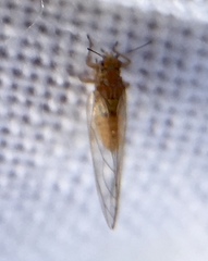 Triozidae