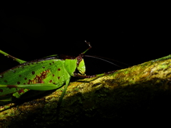 Euceraia rufovariegata