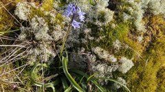 Hyacinthoides paivae