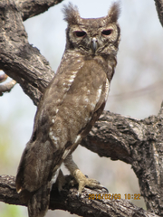 Bubo cinerascens