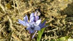 Hyacinthoides paivae