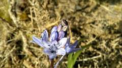 Hyacinthoides paivae