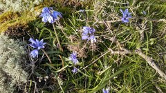 Hyacinthoides paivae