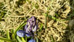 Hyacinthoides paivae