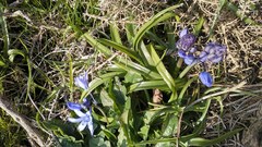 Hyacinthoides paivae