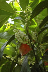 Elaeocarpus floribundus