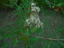 Lawsonia inermis