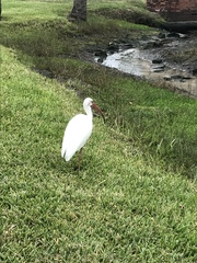 Eudocimus albus