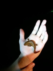 Paramesotriton hongkongensis