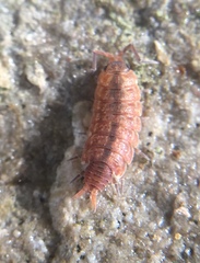 Porcellionides cingendus