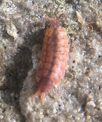 Porcellionides cingendus