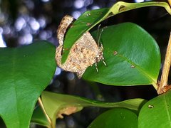 Logania marmorata damis