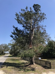 Juniperus virginiana