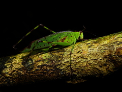 Euceraia rufovariegata