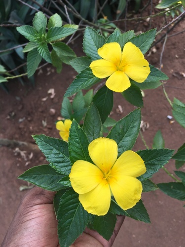 Yellow alder