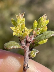 Rhamnus pilosa
