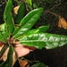 Quercus parvula shrevei - Photo (c) dshell, μερικά δικαιώματα διατηρούνται (CC BY-NC)