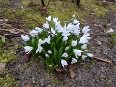 Scilla mischtschenkoana