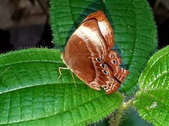 Abisara saturata kausambioides