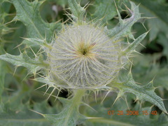 Cirsium cephalotes