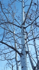 Cytosporaceae