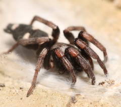 Poecilochroa albomaculata