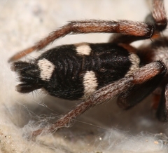 Poecilochroa albomaculata
