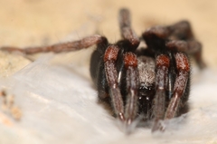 Poecilochroa albomaculata