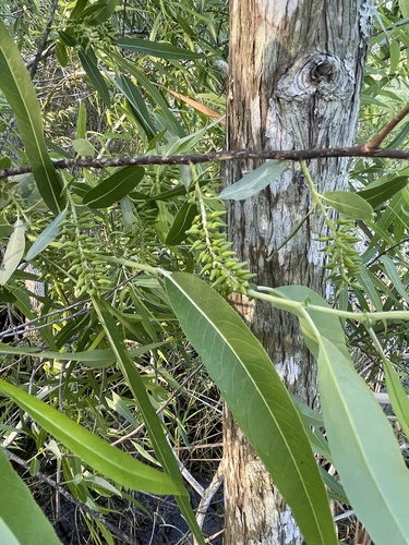 Salix image