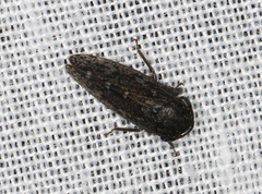 Putoniessa