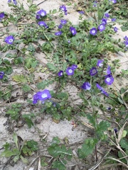 Phacelia patuliflora