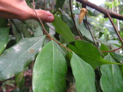 Xylopia ochrantha
