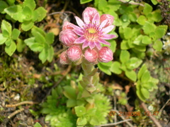 Sempervivum caucasicum