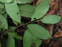 Xylopia ochrantha