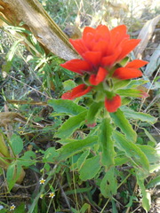 Castilleja arvensis