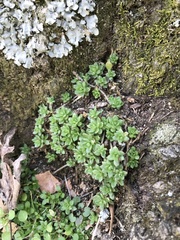 Sedum sarmentosum