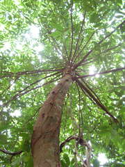 Xylopia ochrantha