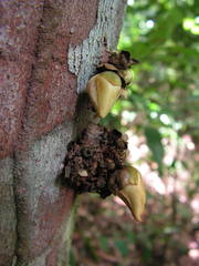 Xylopia ochrantha