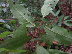 Xylopia ochrantha